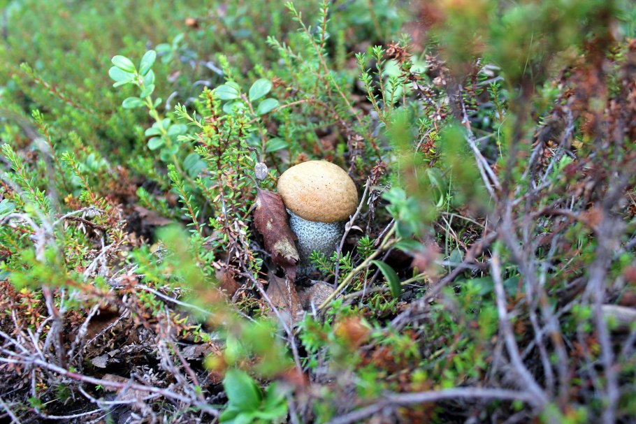 Карликовая береза в тайге