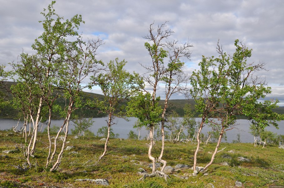 Заполярье Березка
