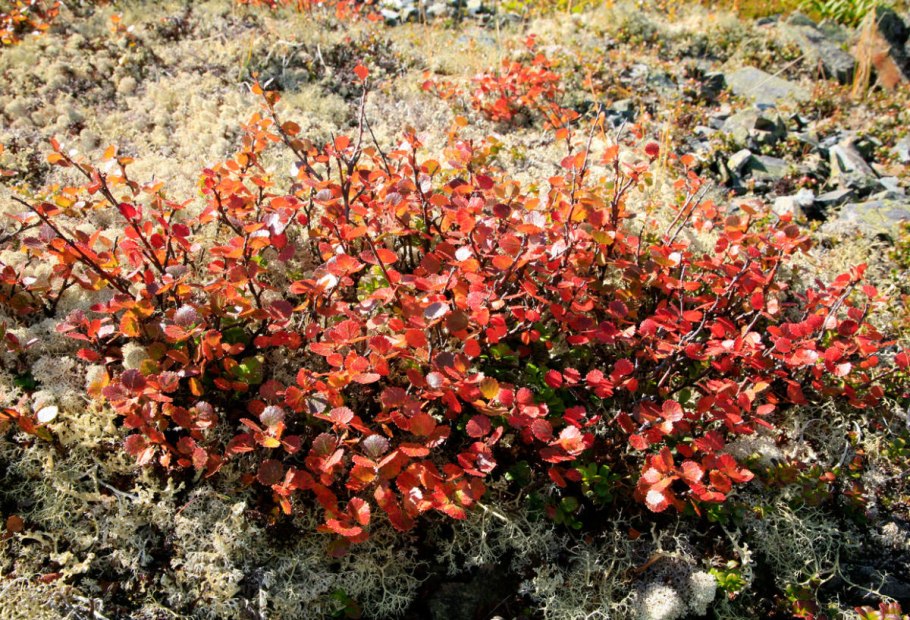 Карликовая берёза в тундре
