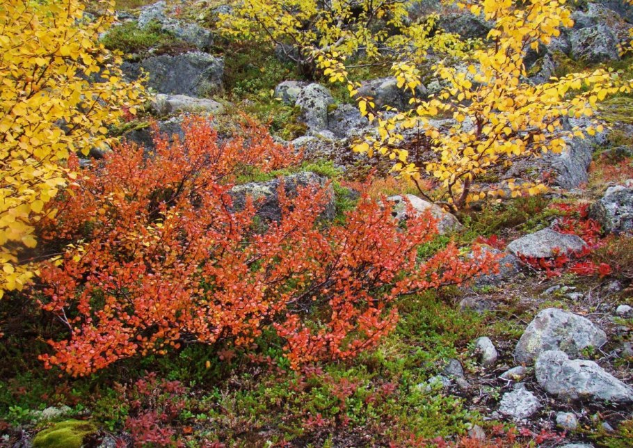 Береза карликовая Betula Nana