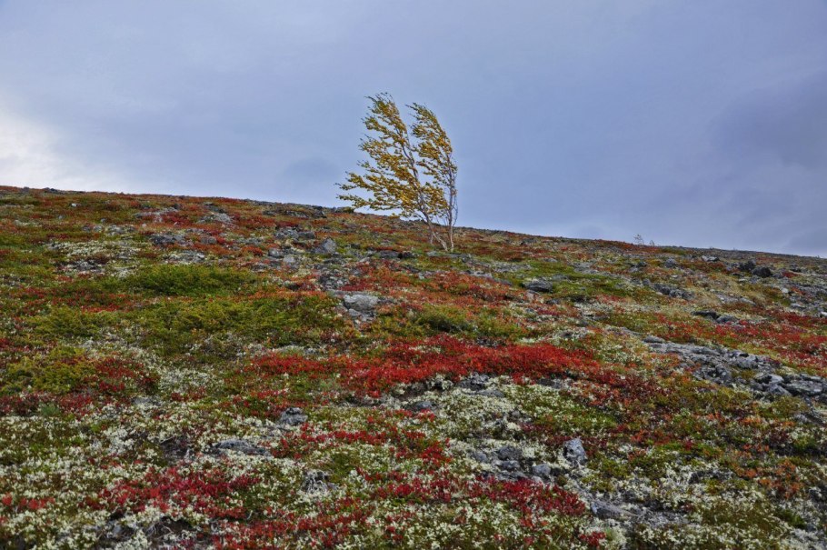 Береза карликовая Мурманская