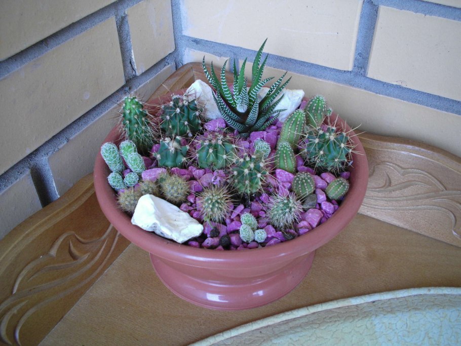 Суккулент Exotica