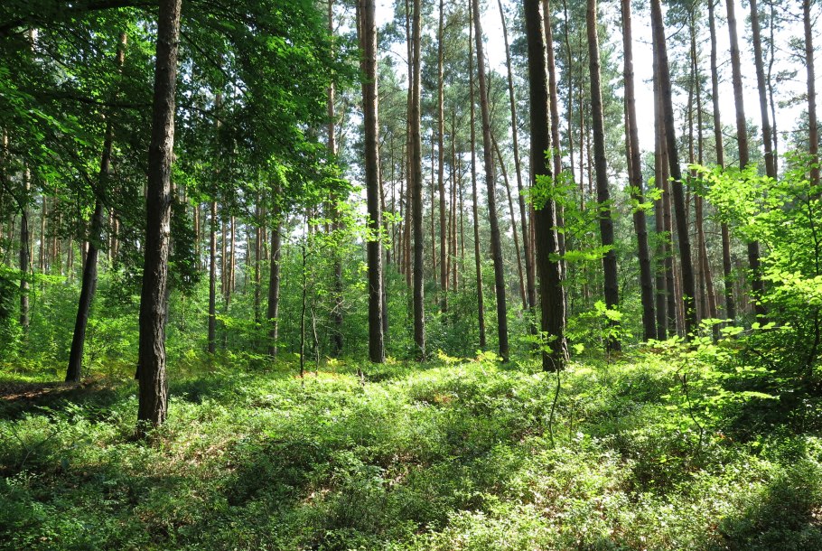 Хвойный лес Удмуртии