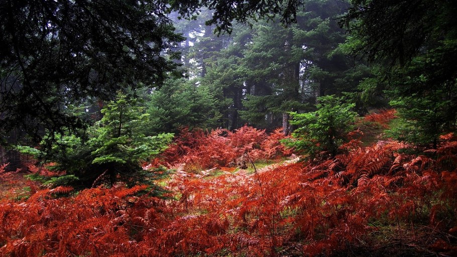 Лес Форест красная Поляна