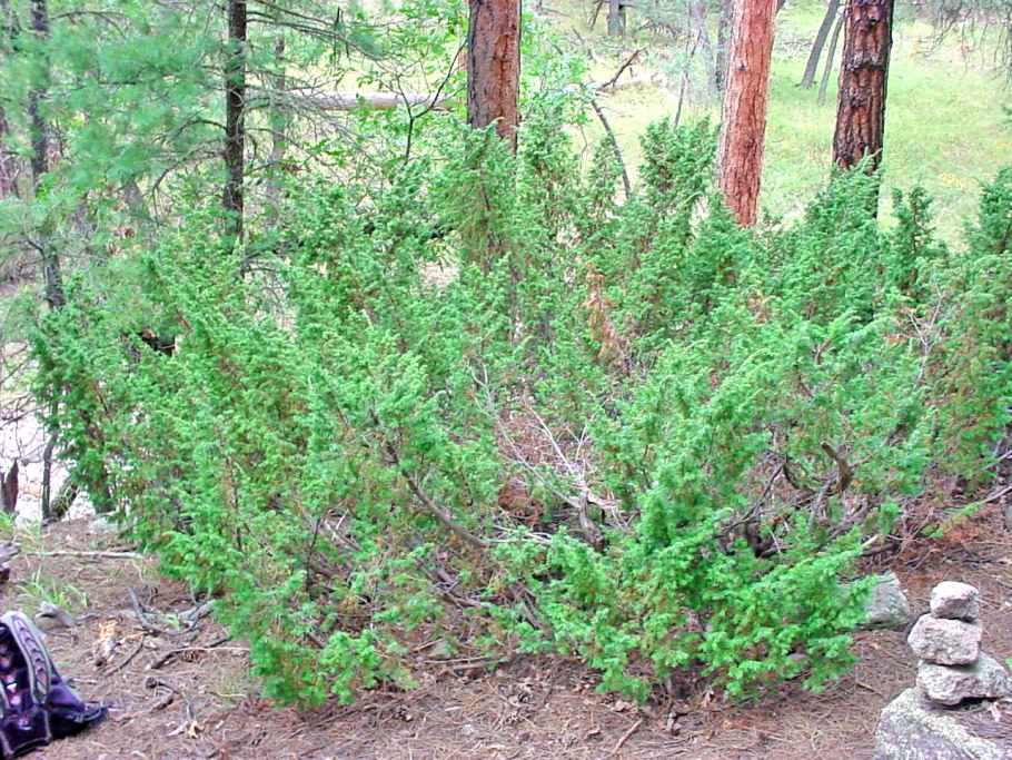 Лесной стелющийся можжевельник