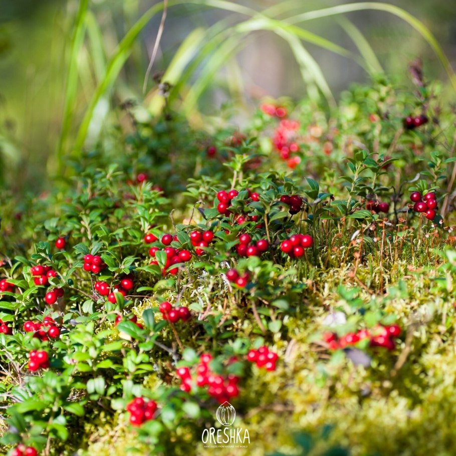 Лесные ягоды брусника
