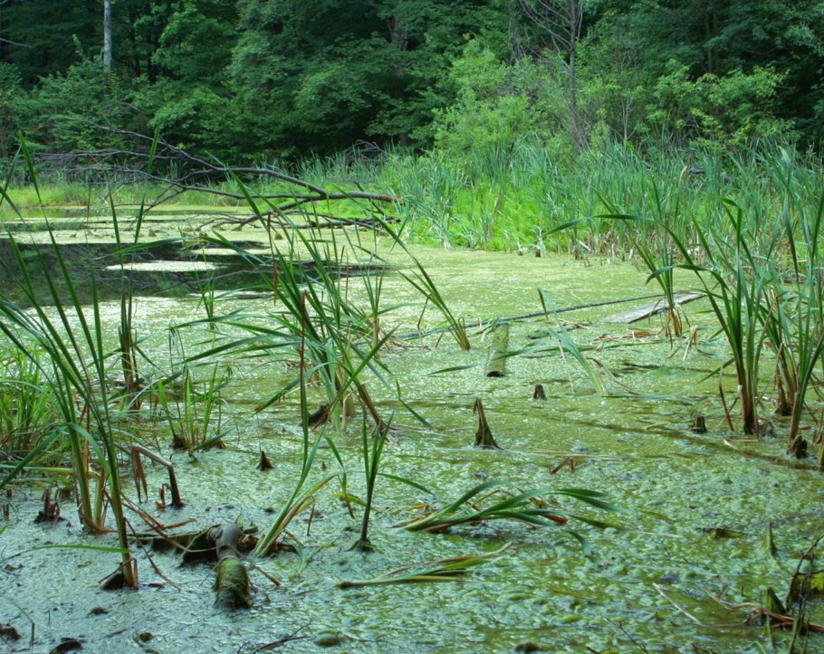 Пруд Ряска Болотная