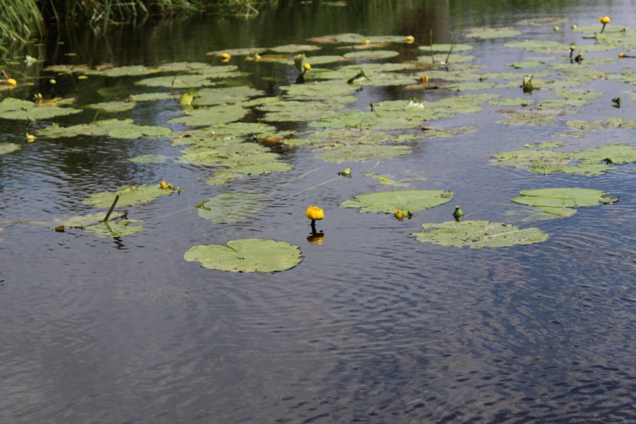 Спирогира Тина