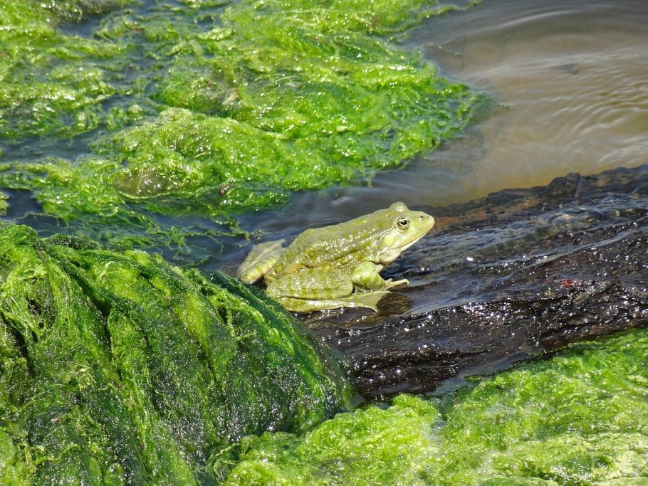 Водоросли в пруду