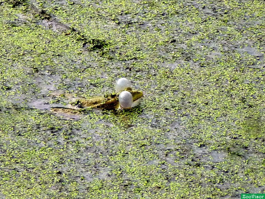 Тина на болоте