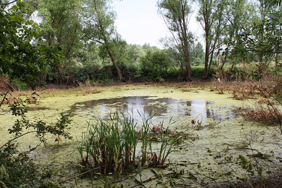 Болото с ряской