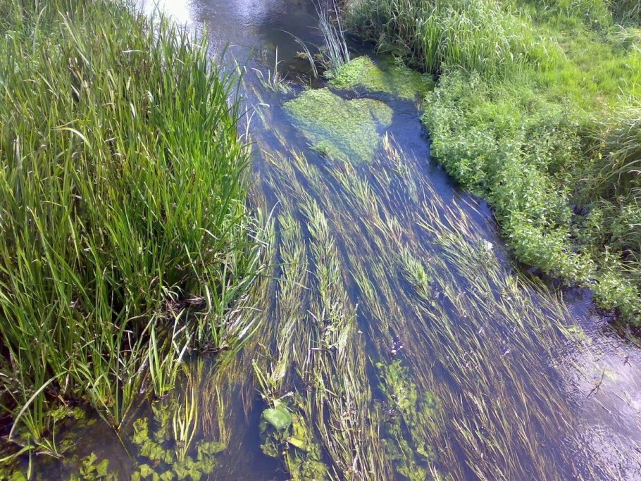 Синезелёные водоросли в Ладожском озере