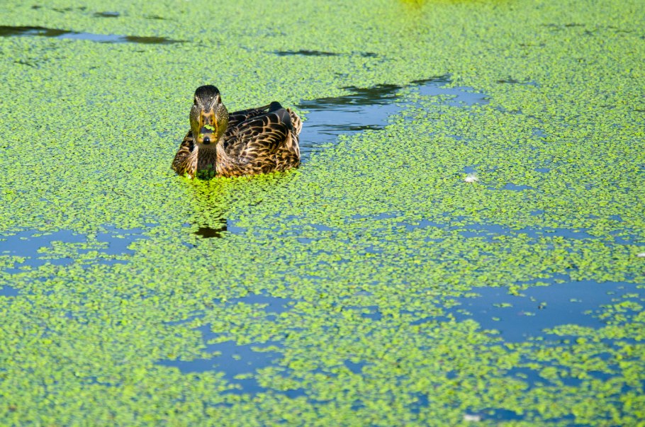Болото Лимбай