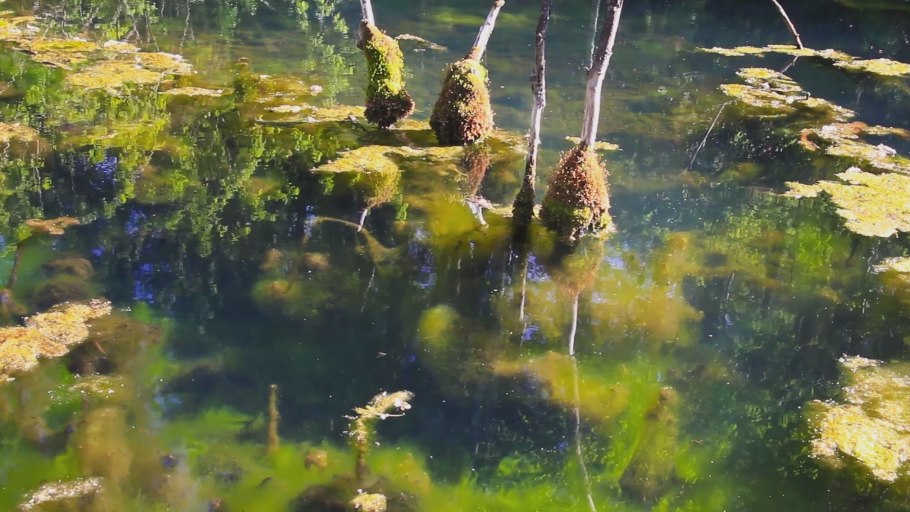 Болотная Тина в реке