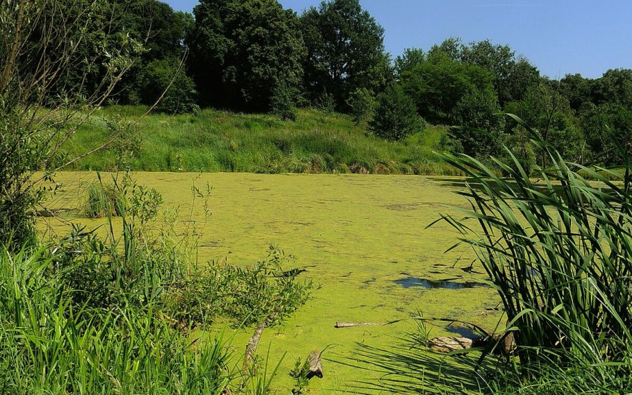 Пруд Ряска Болотная