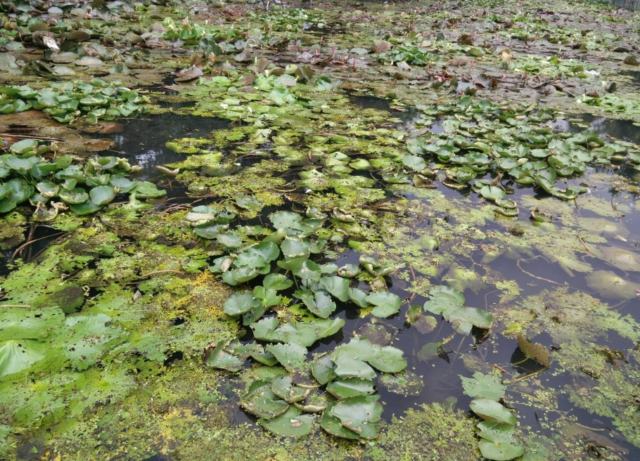 Тина Болотная трава
