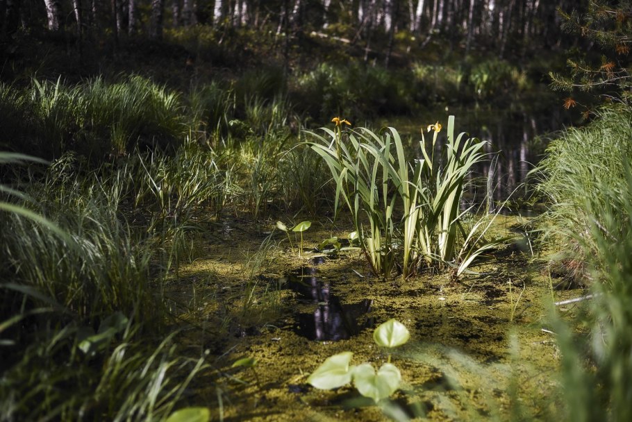Болото трясина Топь