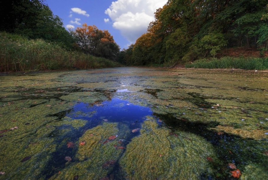 Ряска Болотная