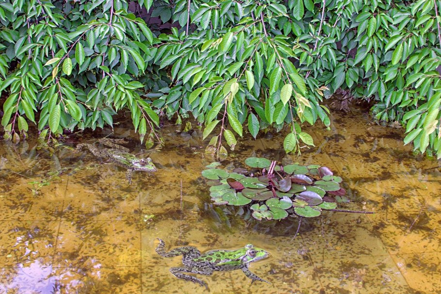 Тина Якушко