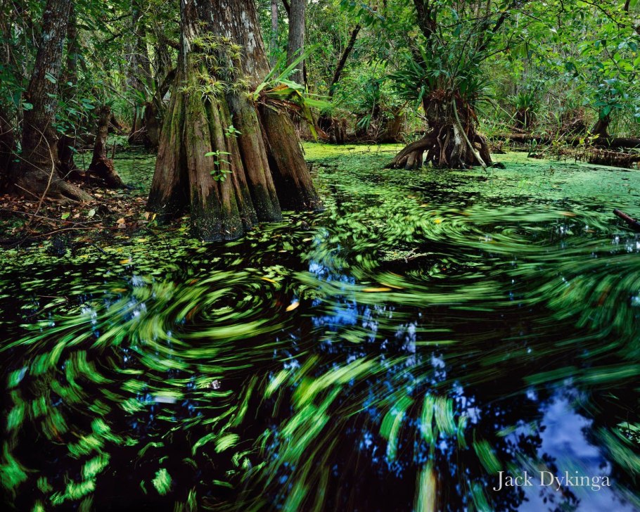 Ряска Болотная Тина
