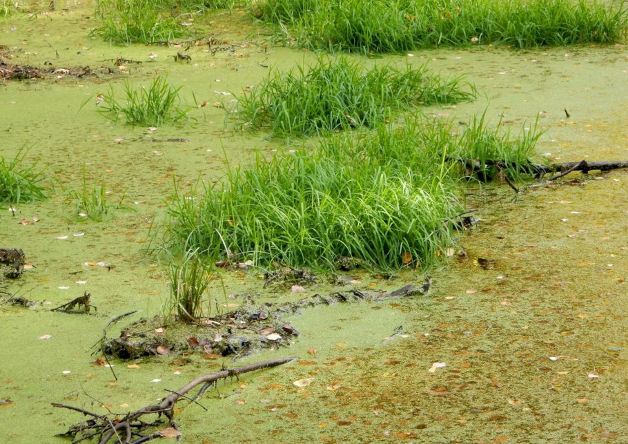 Блондинка на озере