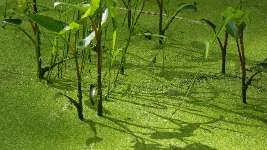 Болото в Орехово-Зуево