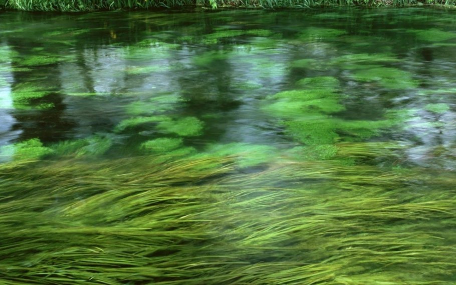 Болото Тина трясина