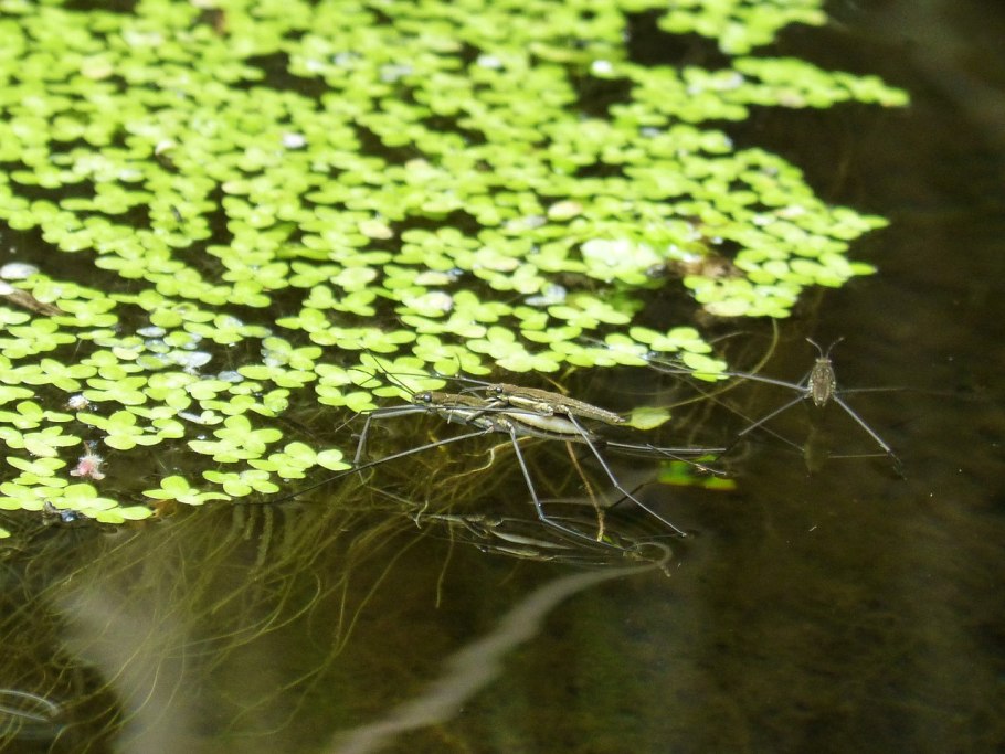 Девушка в кувшинках