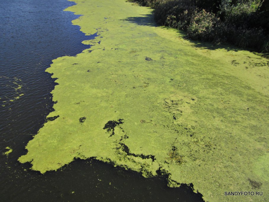 Ил в болоте
