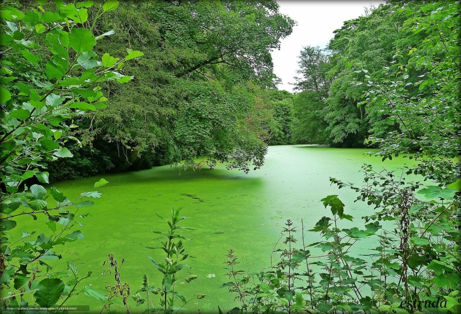 Пруд ряска болотная