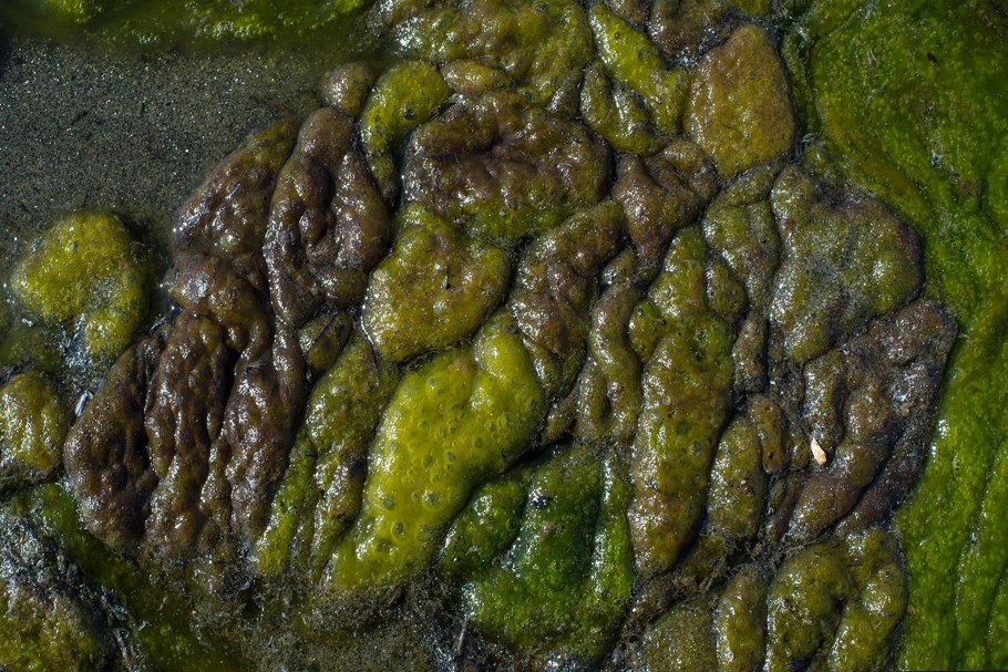 Пруд Ряска Болотная