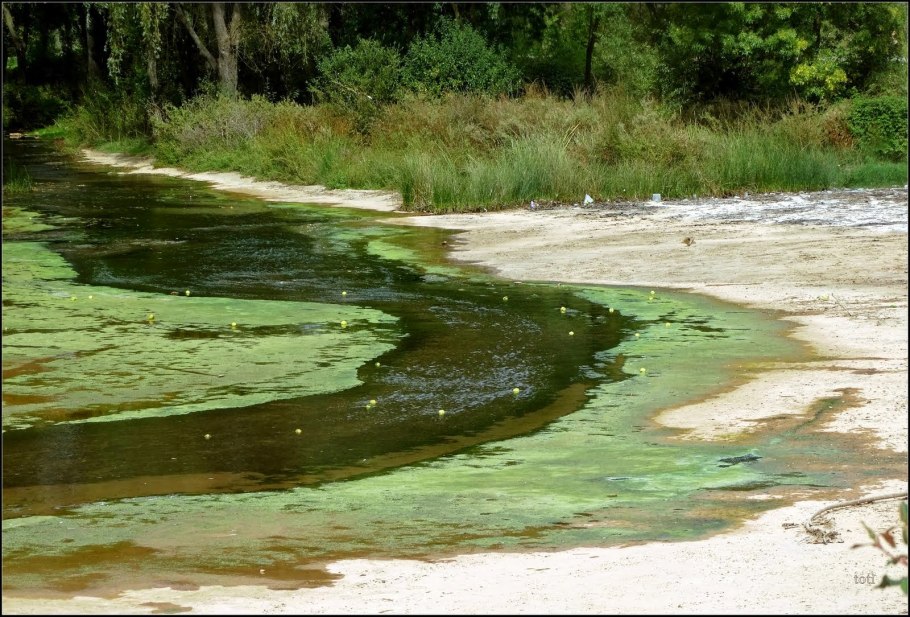 Спирогира (Тина Речная,