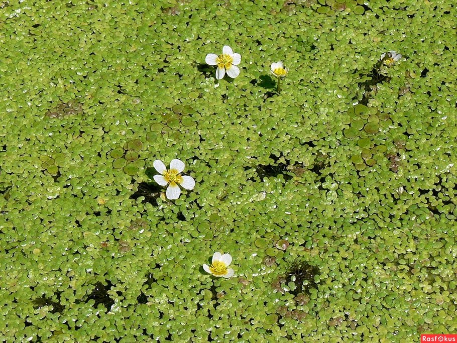 Болото берег Тина трясина