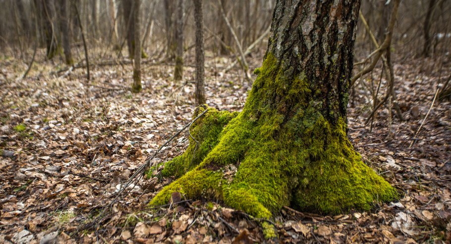 Дерево в лесу
