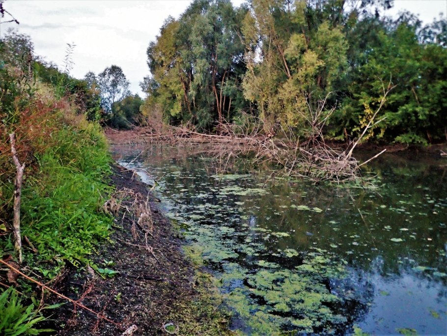 Тина на реке