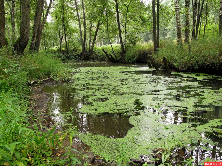 Цвет Болотной Тины