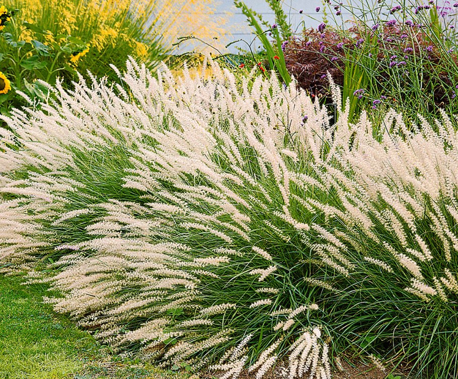 Pennisetum alopecuroides