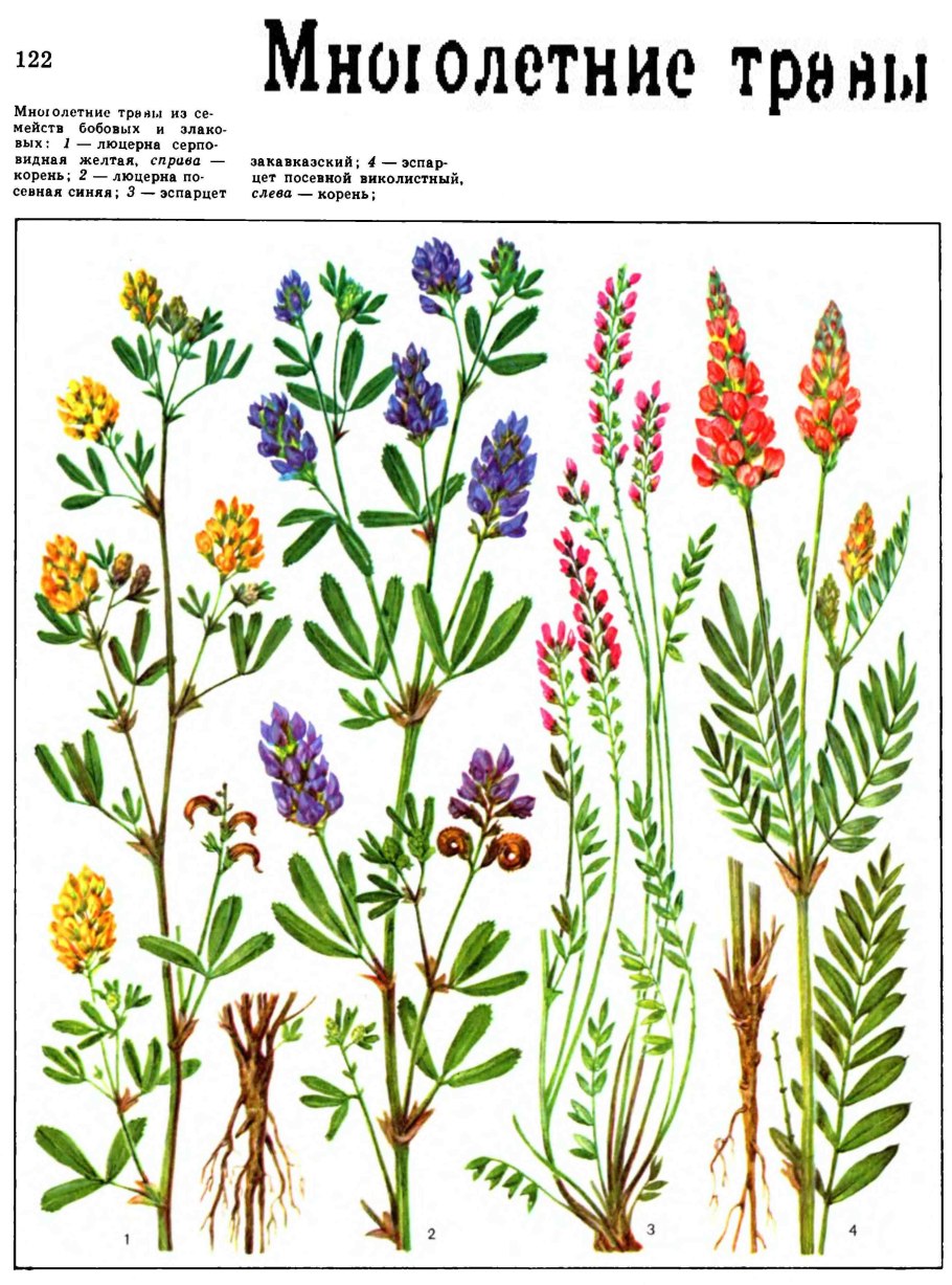 Многолетние травы трава