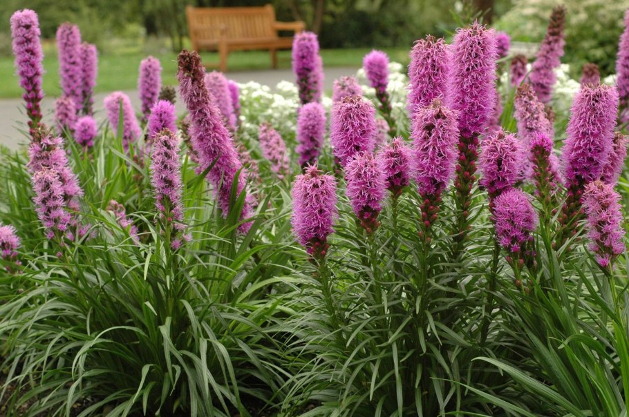 Лиатрис Пикадор