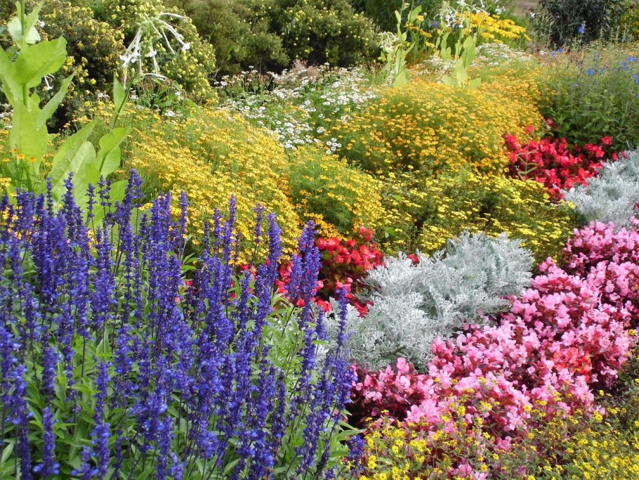 Луговой миксбордер