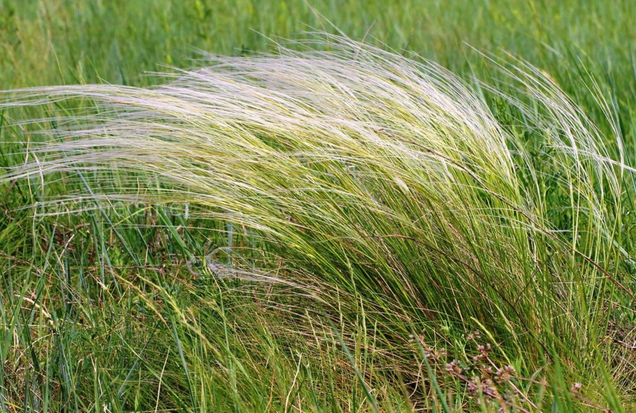 Ковыль перистый (Stipa pennata)