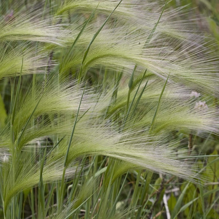 Stipa richteriana