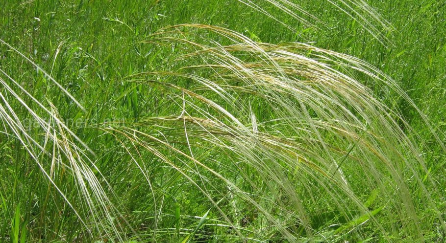 Ковыль ячмень гривастый (Hordeum jubatum)