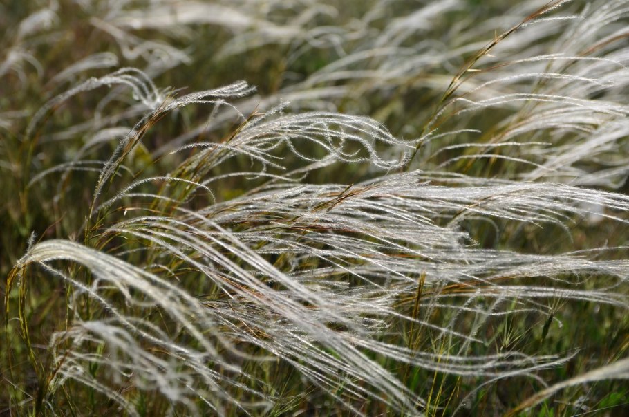 Ковыль перистый Stipa pennata семена