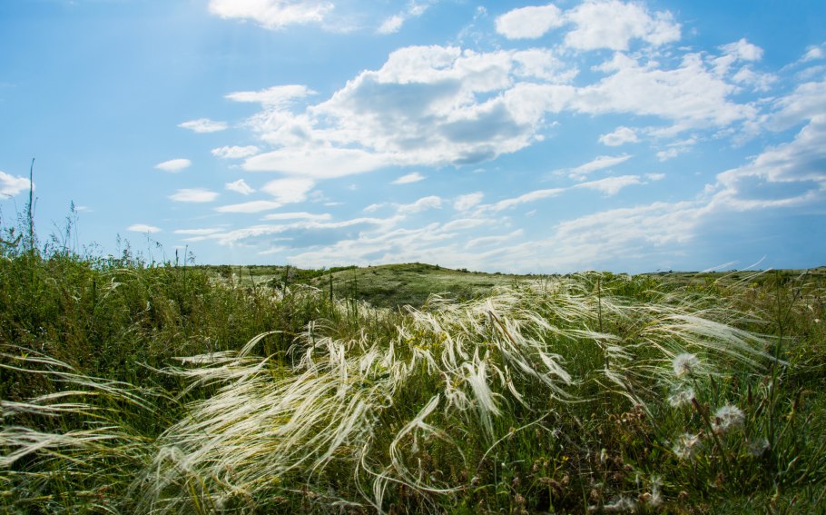 Ковыль Байкальский