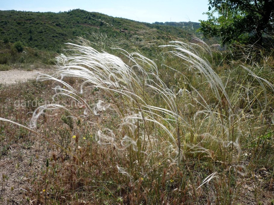 Ковыль хохлатый (Stipa comata= Hesperostipa comata)