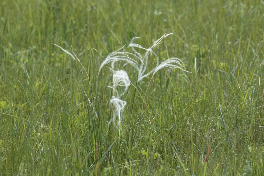 Ковыль Stipa pulcherrima
