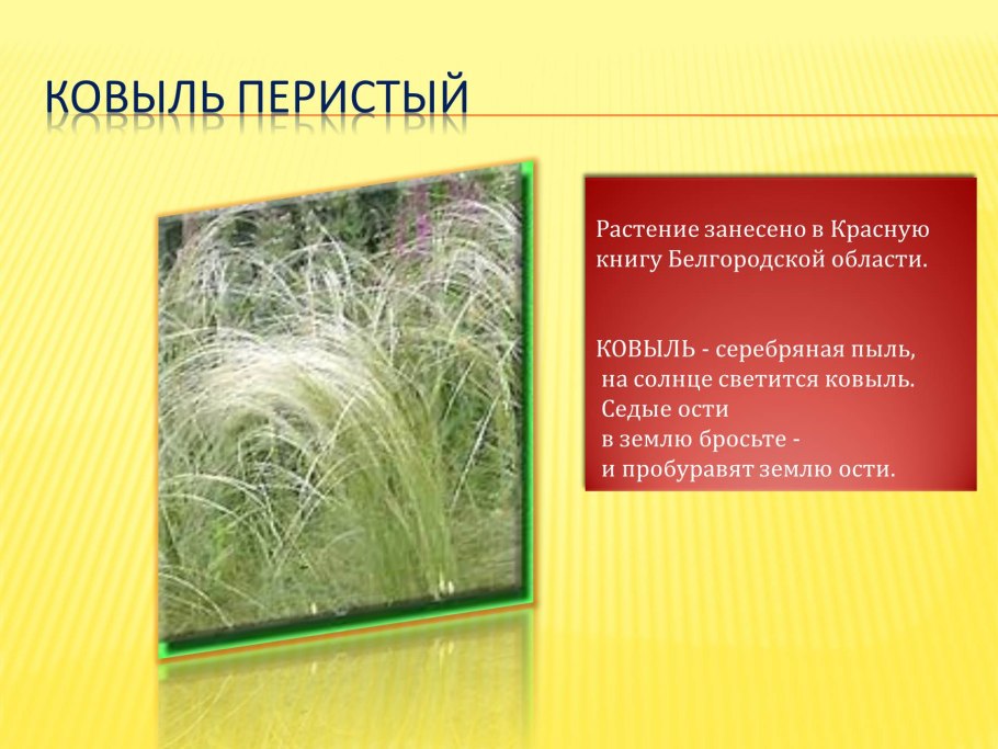 Ковыль Сибирский