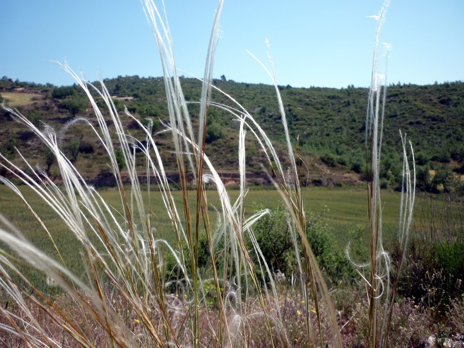 Nassella tenuissima