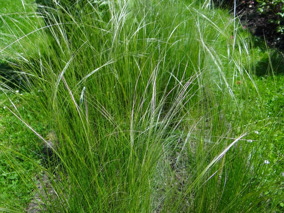 Ковыль перистый (Stipa pennata l.)